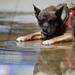 Fancy, an Akita, drink water after the rain during the 3rd annual Dog Days of Summer on Saturday, July 27. Daniel Brenner I AnnArbor.com